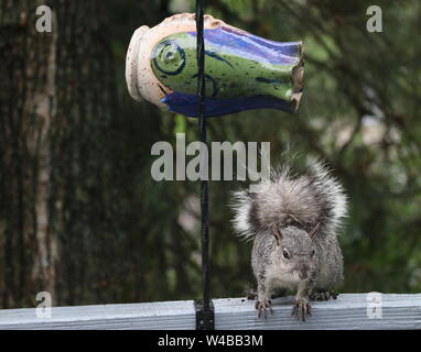 Determined squirrel raiding a bird feeder. Stock Photo