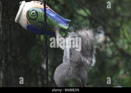 Determined squirrel raiding a bird feeder. Stock Photo