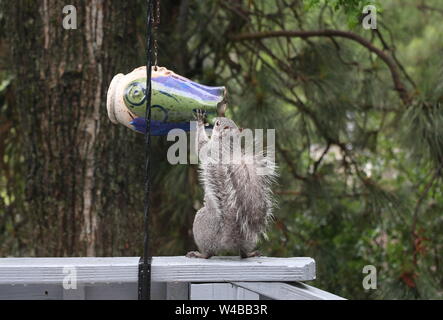 Determined squirrel raiding a bird feeder. Stock Photo