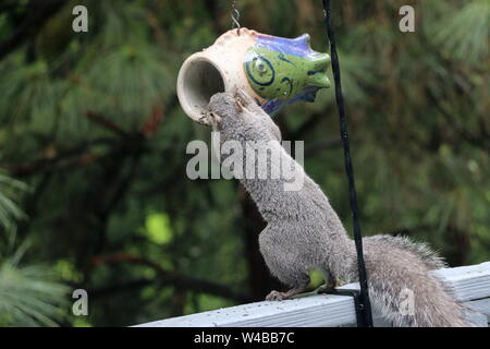 Determined squirrel raiding a bird feeder. Stock Photo