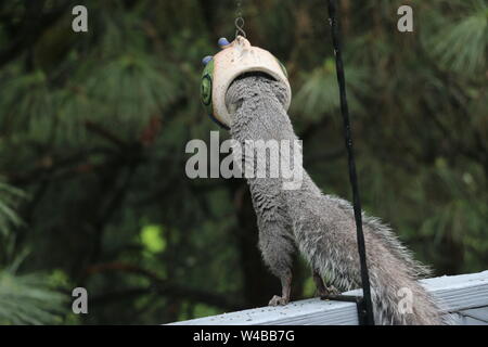 Determined squirrel raiding a bird feeder. Stock Photo
