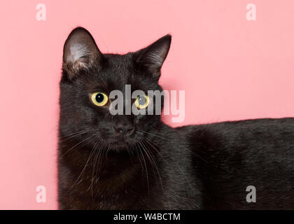 Close up portrait of a beautiful black cat with bright yellow eyes looking slightly to viewers right, along length of cats body. Pink background. Stock Photo