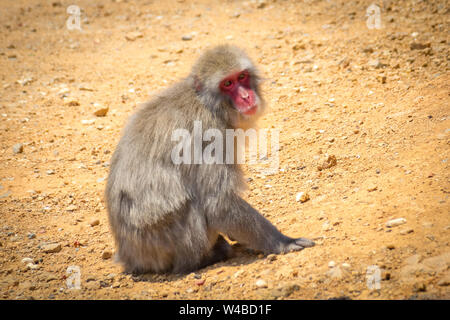 A Japanese macaque (Macaca fuscata), also known as a snow monkey, at Iwatayama Monkey Park on Mount Arashiyama, Arashiyama, Kyoto, Japan Stock Photo