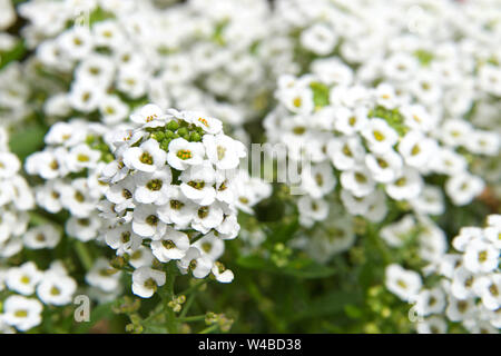 Alyssum flowers are characteristically small and grouped in terminal clusters they are often yellow or white colored but can be pink or purple. Stock Photo