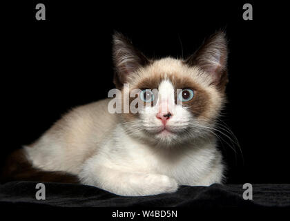 Portrait of a seal point siamese kitten looking directly at viewer, black background with copy space. Stock Photo