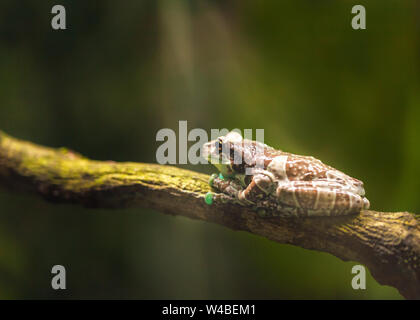 Large brown frog sits on a branch and basks in the sun light. Amphibian in wildlife. Stock Photo