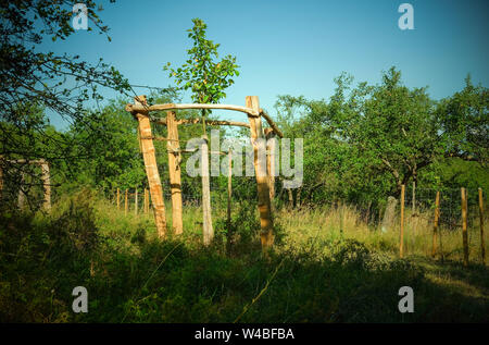 Battin, Germany. 13th July, 2019. Old and newly planted fruit trees stand on a 'paradise' orchard with old trees in the Uckermark. Through a crowdfunding project of the association 'Battin e.V.' the 100 year old orchard was bought. Land areas are now often an object of speculation. This is to be prevented by the purchase. The area must not be entered from March to June to protect breeding birds. Credit: Jens Kalaene/dpa-Zentralbild/dpa/Alamy Live News Stock Photo