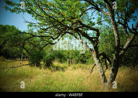 Battin, Germany. 13th July, 2019. Old and newly planted fruit trees stand on a 'paradise' orchard with old trees in the Uckermark. Through a crowdfunding project of the association 'Battin e.V.' the 100 year old orchard was bought. Land areas are now often an object of speculation. This is to be prevented by the purchase. The area must not be entered from March to June to protect breeding birds. Credit: Jens Kalaene/dpa-Zentralbild/dpa/Alamy Live News Stock Photo