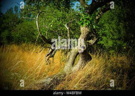 Battin, Germany. 13th July, 2019. Fruit trees stand on a 'paradise' orchard with old trees in the Uckermark. Through a crowdfunding project of the association 'Battin e.V.' the 100 year old orchard was bought. Land areas are now often an object of speculation. This is to be prevented by the purchase. The area must not be entered from March to June to protect breeding birds. Credit: Jens Kalaene/dpa-Zentralbild/dpa/Alamy Live News Stock Photo