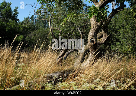 Battin, Germany. 13th July, 2019. Fruit trees stand on a 'paradise' orchard with old trees in the Uckermark. Through a crowdfunding project of the association 'Battin e.V.' the 100 year old orchard was bought. Land areas are now often an object of speculation. This is to be prevented by the purchase. The area must not be entered from March to June to protect breeding birds. Credit: Jens Kalaene/dpa-Zentralbild/dpa/Alamy Live News Stock Photo