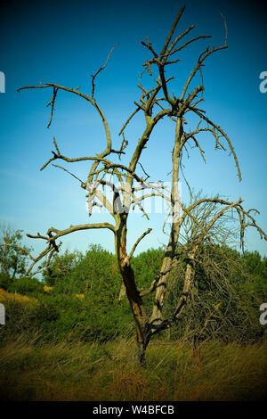 Battin, Germany. 13th July, 2019. An old, dead fruit tree stands on a 'Paradise' orchard with old trees in the Uckermark. Through a crowdfunding project of the association 'Battin e.V.' the 100 year old orchard was bought. Land areas are now often an object of speculation. This is to be prevented by the purchase. The area must not be entered from March to June to protect breeding birds. Credit: Jens Kalaene/dpa-Zentralbild/dpa/Alamy Live News Stock Photo