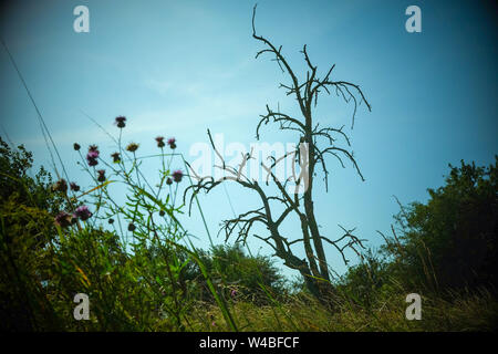 Battin, Germany. 13th July, 2019. An old, dead fruit tree stands on a 'Paradise' orchard with old trees in the Uckermark. Through a crowdfunding project of the association 'Battin e.V.' the 100 year old orchard was bought. Land areas are now often an object of speculation. This is to be prevented by the purchase. The area must not be entered from March to June to protect breeding birds. Credit: Jens Kalaene/dpa-Zentralbild/dpa/Alamy Live News Stock Photo