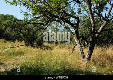 Battin, Germany. 13th July, 2019. Old and newly planted fruit trees stand on a 'paradise' orchard with old trees in the Uckermark. Through a crowdfunding project of the association 'Battin e.V.' the 100 year old orchard was bought. Land areas are now often an object of speculation. This is to be prevented by the purchase. The area must not be entered from March to June to protect breeding birds. Credit: Jens Kalaene/dpa-Zentralbild/dpa/Alamy Live News Stock Photo