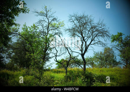 Battin, Germany. 13th July, 2019. Fruit trees stand on a 'paradise' orchard with old trees in the Uckermark. Through a crowdfunding project of the association 'Battin e.V.' the 100 year old orchard was bought. Land areas are now often an object of speculation. This is to be prevented by the purchase. The area must not be entered from March to June to protect breeding birds. Credit: Jens Kalaene/dpa-Zentralbild/dpa/Alamy Live News Stock Photo