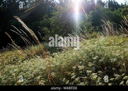 Battin, Germany. 13th July, 2019. Sunshine can be seen over a flowering meadow with grasses on a meadow orchard 'Paradies' with old trees in the Uckermark. Through a crowdfunding project of the association 'Battin e.V.' the 100 year old orchard was bought. Land areas are now often an object of speculation. This is to be prevented by the purchase. The area must not be entered from March to June to protect breeding birds. Credit: Jens Kalaene/dpa-Zentralbild/dpa/Alamy Live News Stock Photo