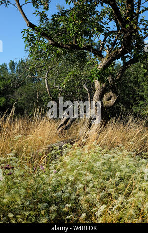 Battin, Germany. 13th July, 2019. Fruit trees stand on a 'paradise' orchard with old trees in the Uckermark. Through a crowdfunding project of the association 'Battin e.V.' the 100 year old orchard was bought. Land areas are now often an object of speculation. This is to be prevented by the purchase. The area must not be entered from March to June to protect breeding birds. Credit: Jens Kalaene/dpa-Zentralbild/dpa/Alamy Live News Stock Photo