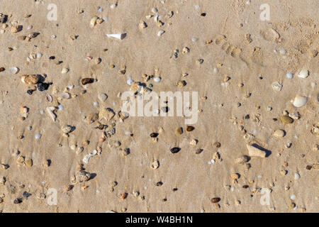Small shells and pebbles on a sandy beach. Stock Photo