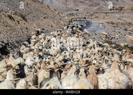 Goats and sheep causing traffic in the Himalayas mountain along Leh to Manali highway, Ladakh, Jammu and Kashmir region, India. Nature and travel conc Stock Photo