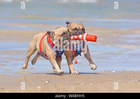 Two French Bulldog dogs on vacations  playing fetch with a maritime dog toy at beach on island Texel Stock Photo