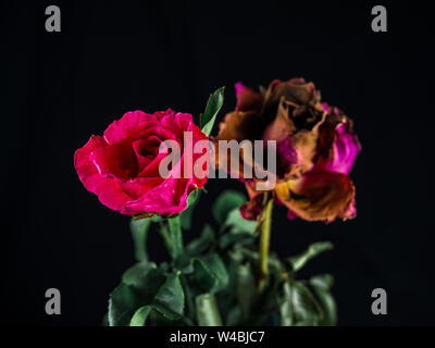 Fresh roses and dried roses on dark background, Roses wither and fresh roses Stock Photo