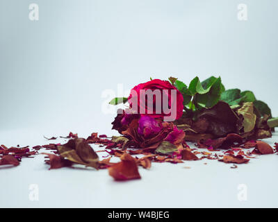dried rose flower head isolated on white background cutout,  Broken heart, Fresh rose and dried rose Stock Photo