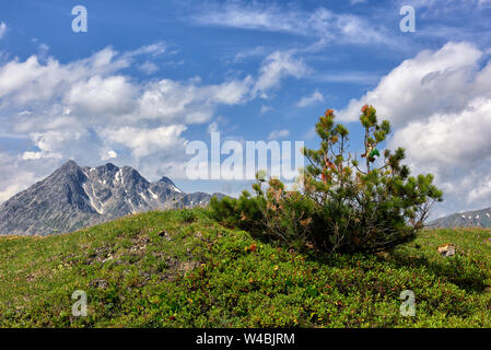 Pinus pumila on top of hill overgrown with polar bushes and grass. Tyva Republic. Central Asia Stock Photo