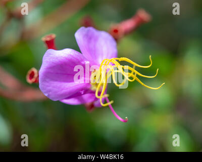 Purple flowers,Osbeckia stellata Buch.-Ham, Indian Rhododendron Stock Photo