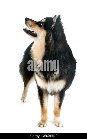 Finnish Lapphund in front of a white background Stock Photo - Alamy