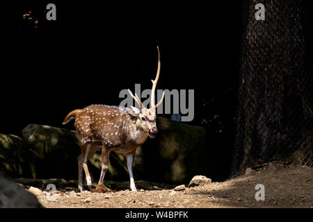 Deer Isolated on dark background Stock Photo
