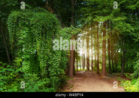 Sunny day in the park. Green summer. Paths in the park. Summer pine forest. Empty alley. Sulejówek, Mazovia, Poland, Europe. Stock Photo