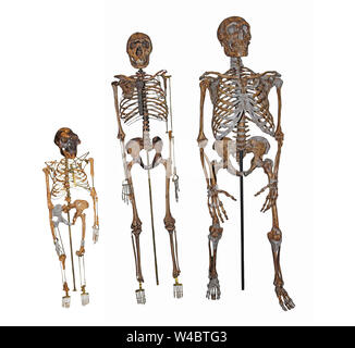 Human evolution - Comparison Of The Skeletons of 'Lucy' Australopithecus afarensis, 'Nariokotome Boy' Homo ergaster and Neanderthal Man Stock Photo
