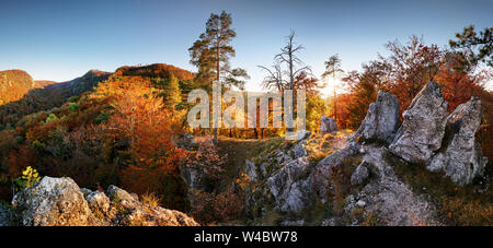 Panorama of a mixed forest at autumn sunny day Stock Photo
