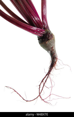 Small beet freshly harvested by an amateur gardener from a hobby garden Stock Photo