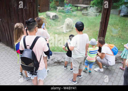 The white South African Lion male, Transvaal Lion, Panthera leo krugeri, in Bratislava zoo, Slovakia, July 5, 2019.   (CTK Photo/Libor Sojka) Stock Photo