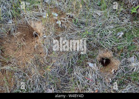 Entrances to the mole holes are deep black hole in the ground Stock Photo