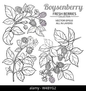 boysenberry vector set Stock Vector