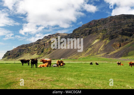 Cow on green meadow Stock Photo