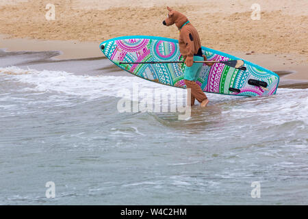 Scooby Doo goes surfing, paddleboarding for Dog Surfing Championships at Branksome Dene Chine beach, Poole, Dorset UK in July Stock Photo