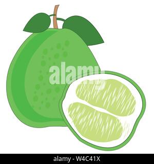 Pomelo fruit on white background is insulated Stock Vector