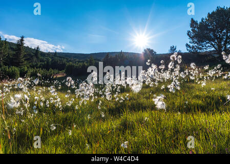 Gentle landscape during sunset in the mountain with blooming arctic cotton grass Stock Photo