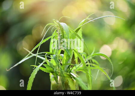 summer juice with green fruit smoothies in glass with cannabis leaf marijuana plant on wooden table green background / cannabis food Stock Photo