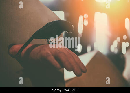 Crow sitting on a zombie hand halloween in the abandoned house at night with moonlight Stock Photo