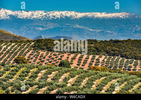 Sierra Nevada, seen in haze from 50 km away, over olive tree groves, from GR3410 road near town of Moclin, Granada province, Andalusia, Spain Stock Photo
