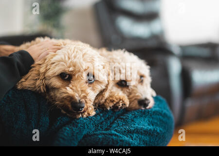 Two Cavoodles sitting on a lounge in living room. Stock Photo