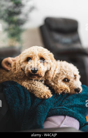 Two Cavoodles sitting on a lounge in living room. Stock Photo