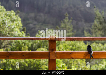 Black sparrow bird finding cover on a wooden deck in the rain with forest scene in the background. Stock Photo