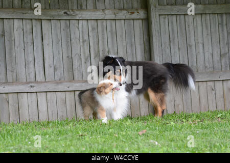 An adult tricolor Shetland Sheepdog (sheltie) and a sable pup play together outside with a stick. Stock Photo