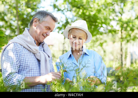 Portrait of happy senior couple examining shrubs in garden lit by sunlight, copy space Stock Photo