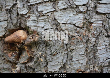 Close up of a large piece of wood timber bark showing random patterning and unusual protrusion re nature and growth Stock Photo
