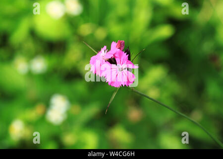 Pink wild Dianthus carthusianorum flower growing in garden. Summer flower Stock Photo